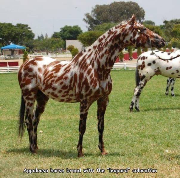 cool pics - chestnut leopard appaloosa - Appaloosa horse breed with the leopard coloration