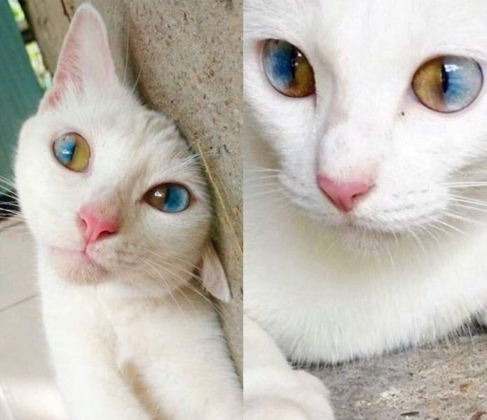 sectoral heterochromia in cats