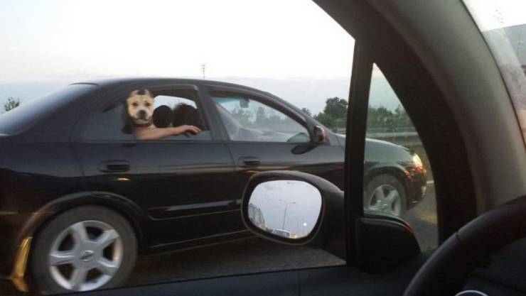 dog in back of a car hanging out the window