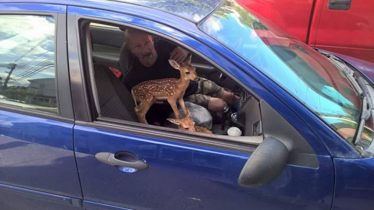 baby deer inside a car