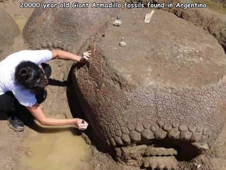 car sized armadillo - 20000 year old Giant Armadillo fossils found in Argentina