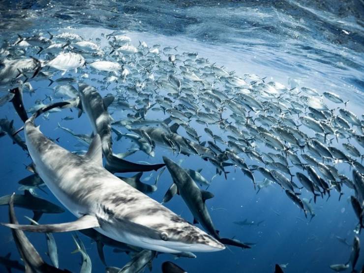 sharks swimming in ocean