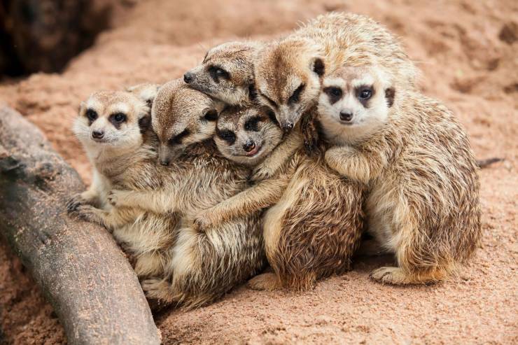 meerkats hugging