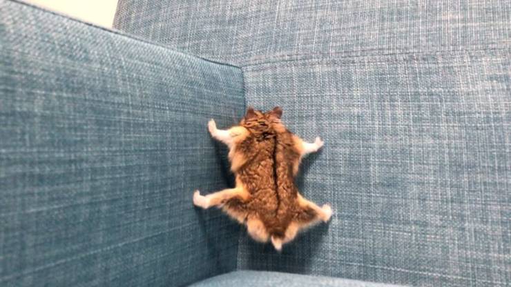 chipmunk climbing a couch