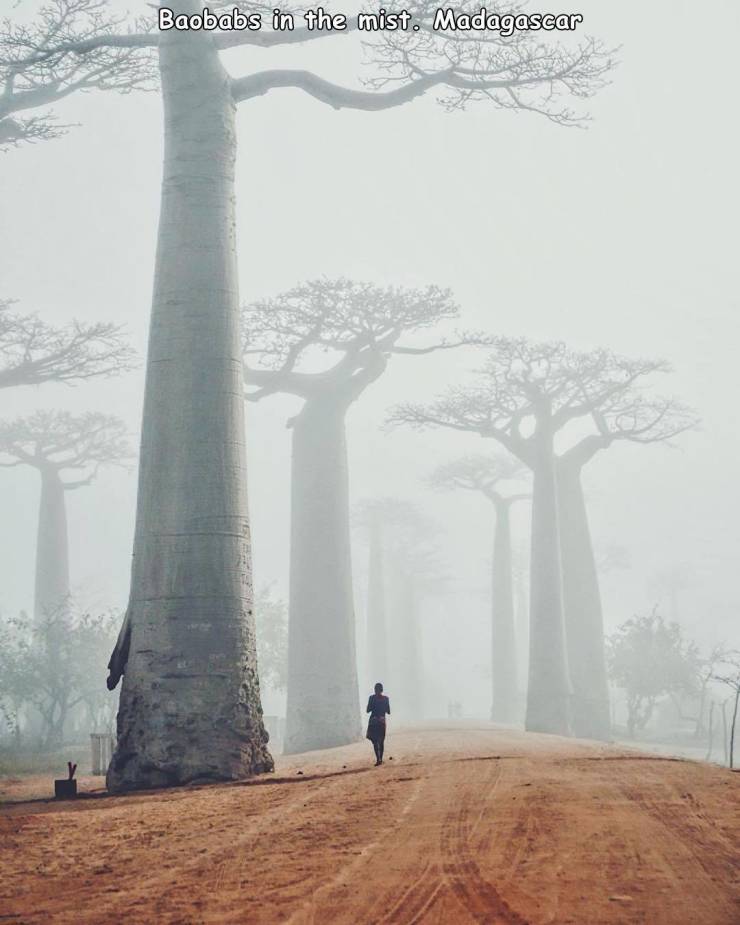 Avenue of the Baobabs - Baobabs in the mist. Madagascar