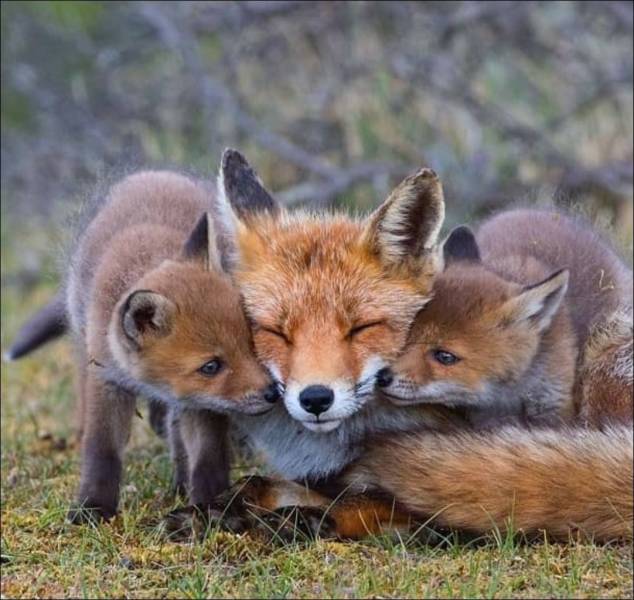 red foxes snuggling