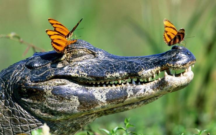 hd alligator