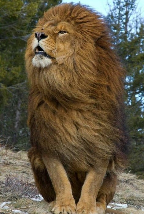 best lion