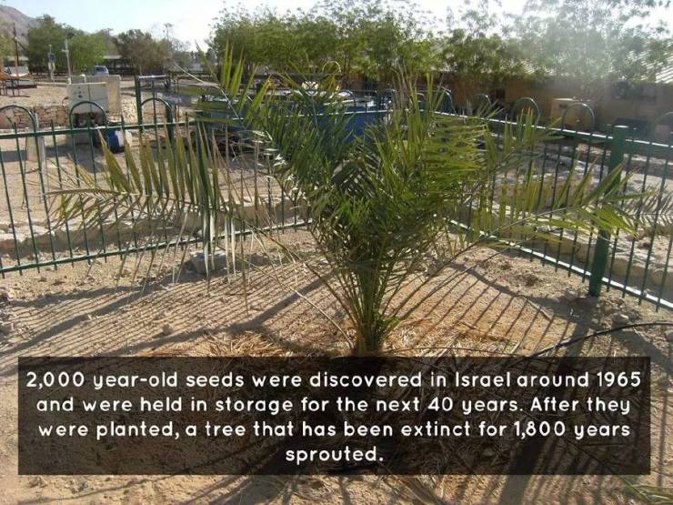 judean date palm trees - 2,000 yearold seeds were discovered in Israel around 1965 and were held in storage for the next 40 years. After they were planted, a tree that has been extinct for 1,800 years sprouted.