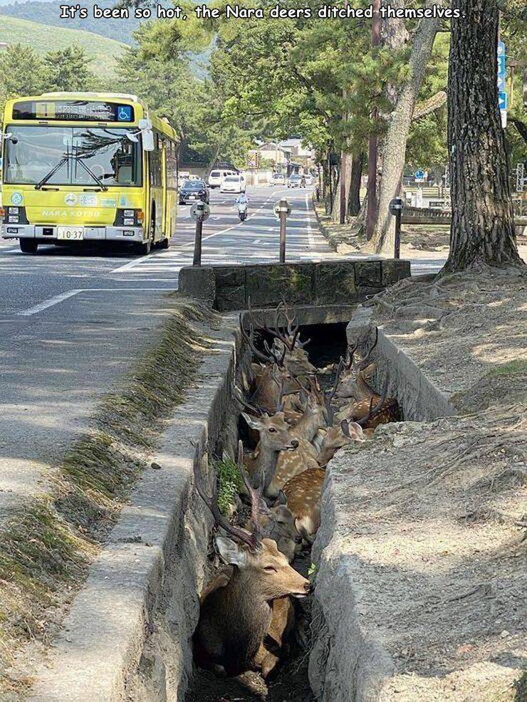 Nara - It's been so hot, the Nara deers ditched themselves. 1037