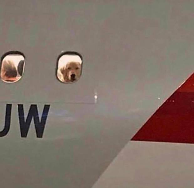 dog looking out window of airplane