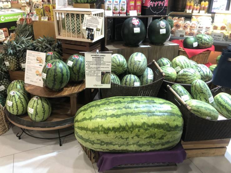 huge square watermelon