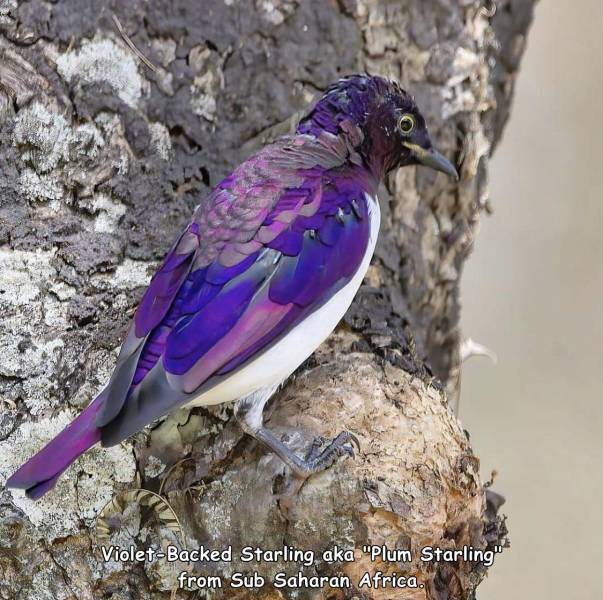 VioletBacked Starling, aka plum starling from sub saharan africa