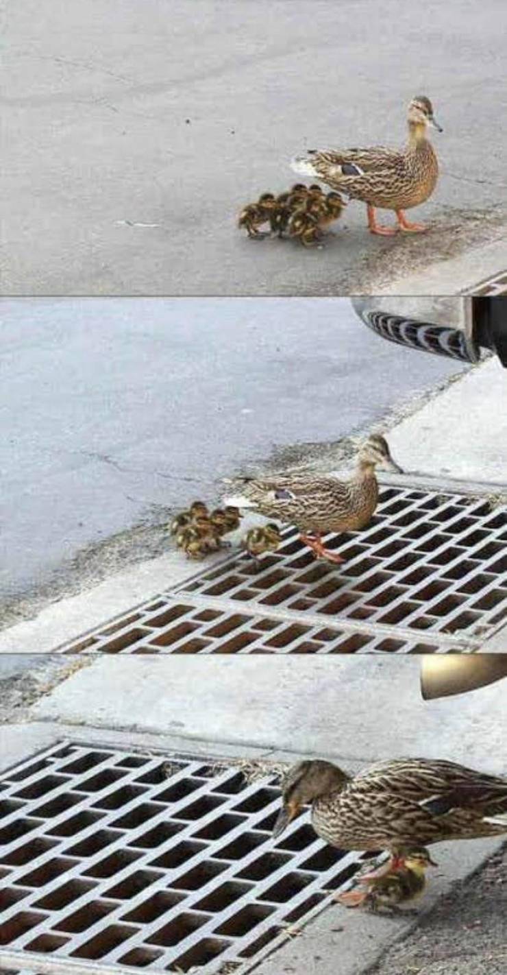 ducks crossing grate and they fall through
