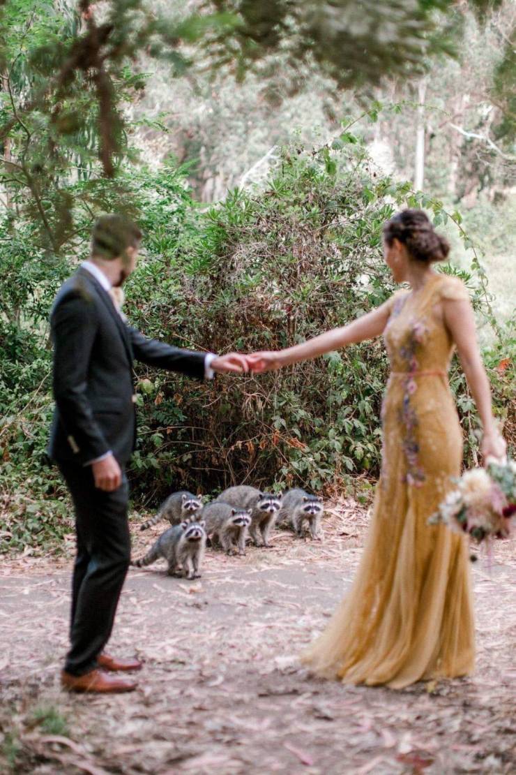 racoons photobomb wedding