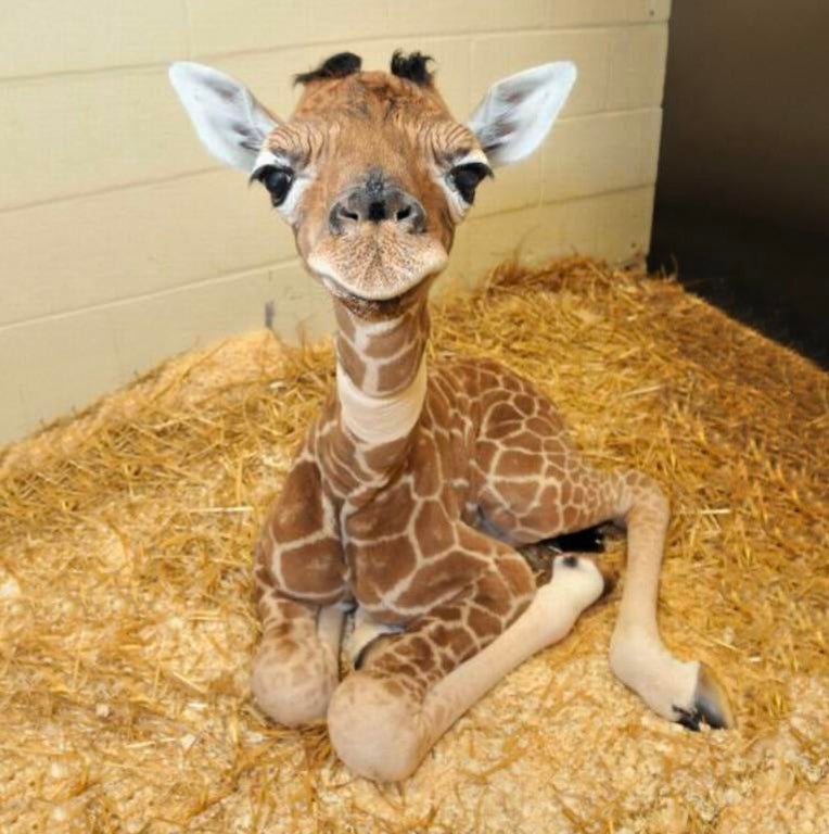 funny random pics - cute animals as pets a baby giraffe