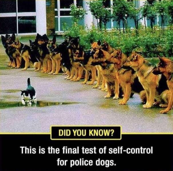 funny random pics - cat dog parade - Did You Know? This is the final test of selfcontrol for police dogs.