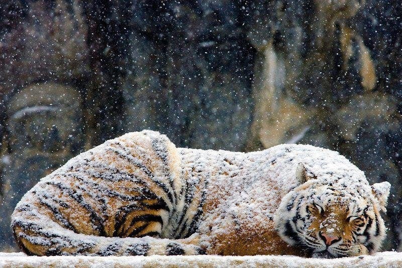 funny random pics - snowy tiger