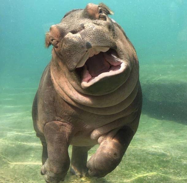 baby hippo adanna