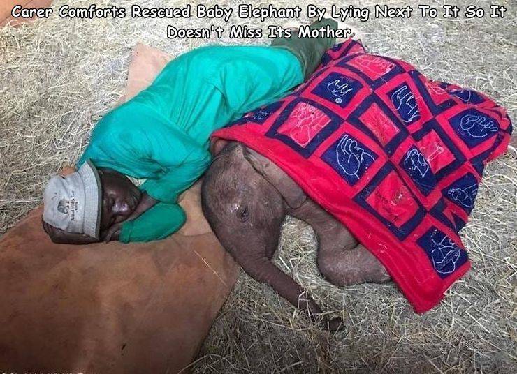 tortoise - Carer Comforts Rescued Baby Elephant By Lying Next To It So It Doesn't Miss Its Mother Do