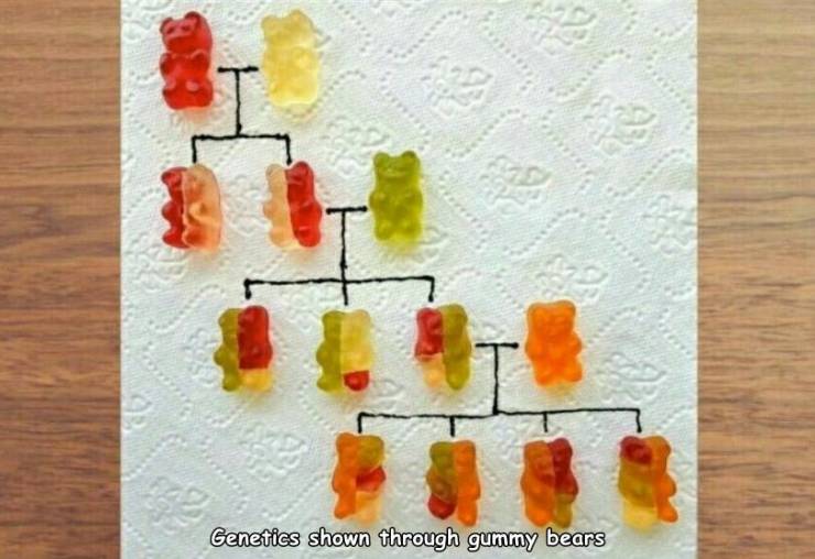 gummy bear - Genetics shown through gummy bears