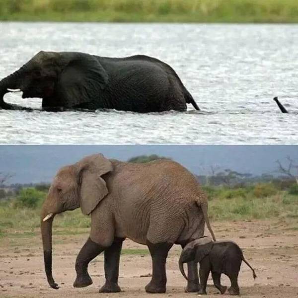 baby elephant crossing river