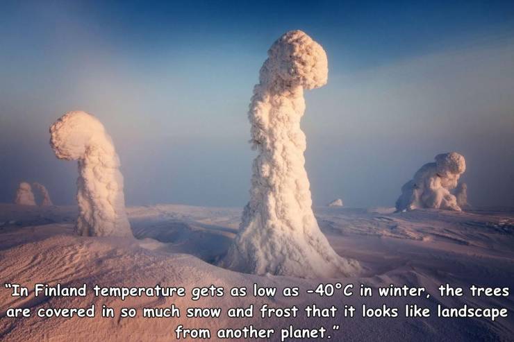 sentinels of the arctic finland - "In Finland temperature gets as low as 40C in winter, the trees are covered in so much snow and frost that it looks landscape from another planet."