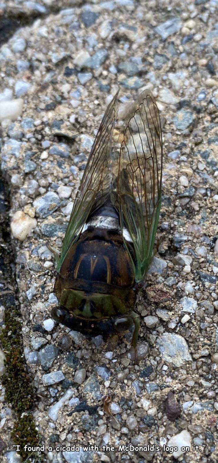 fauna - "I found a cicada with the McDonald's logo on it."