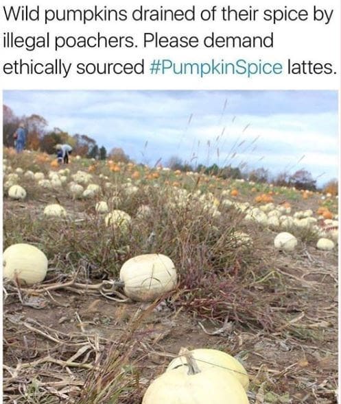 ethically sourced pumpkin spice - Wild pumpkins drained of their spice by illegal poachers. Please demand ethically sourced Spice lattes.
