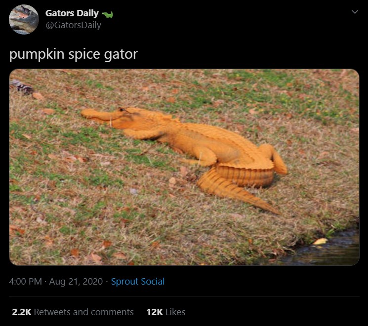 fauna - Gators Daily Daily pumpkin spice gator . Sprout Social and 12K