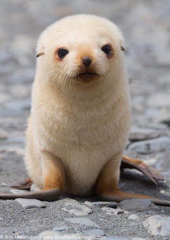 random pics - baby seal