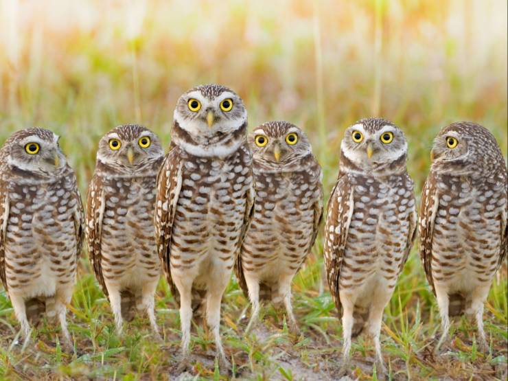 funny random pics - group of owls