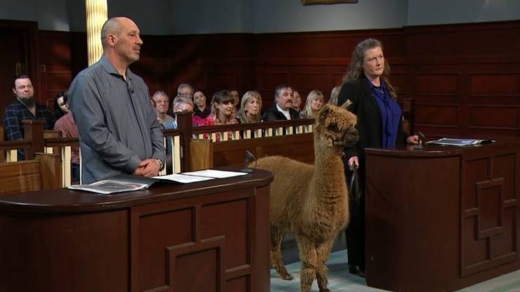 llama inside a courtroom