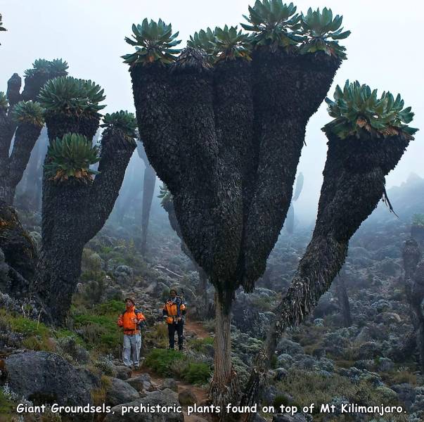 Plants - Giant Groundsels, prehistoric plants found on top of Mt Kilimanjaro.