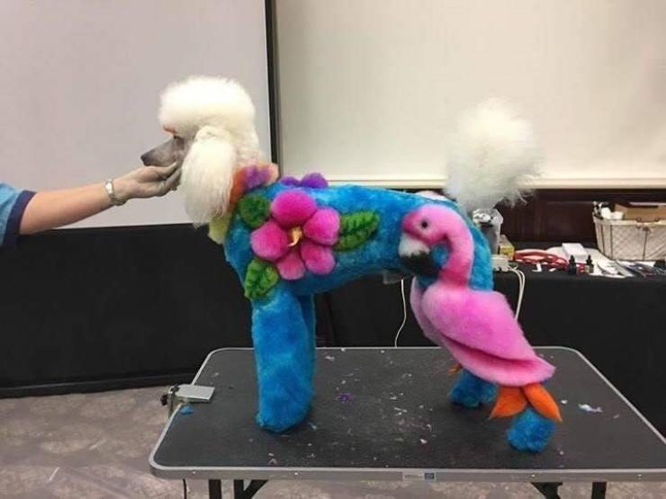 poodle with colored fur