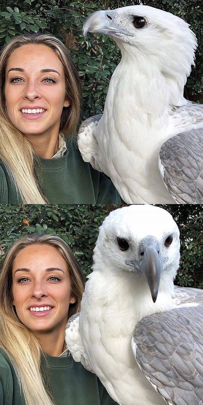 white bellied sea eagle