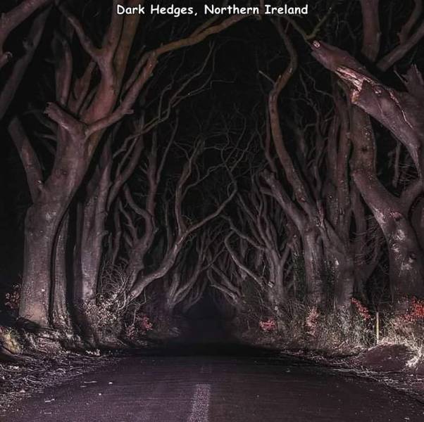 dark forest northern ireland - Dark Hedges, Northern Ireland