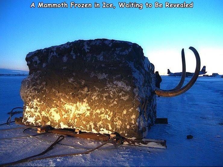 A Mammoth Frozen in Ice, Waiting to Be Revealed