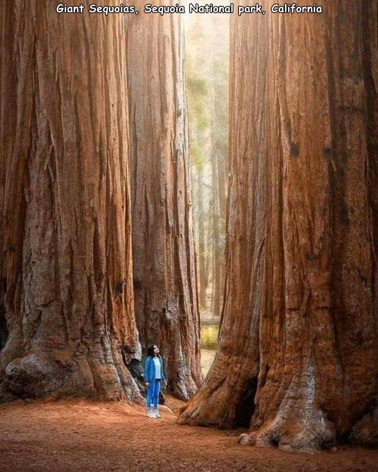 wood - Giant Sequoias, Sequoia National park, California