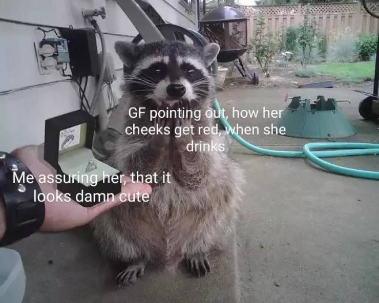 cute trash panda - Gf pointing out, how her cheeks get red, when she drinks Me assuring her, that it looks damn cute