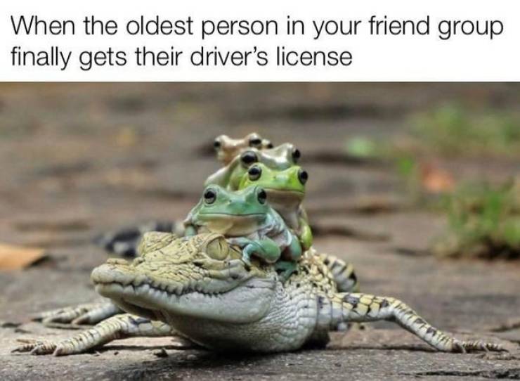 animals memes - When the oldest person in your friend group finally gets their driver's license