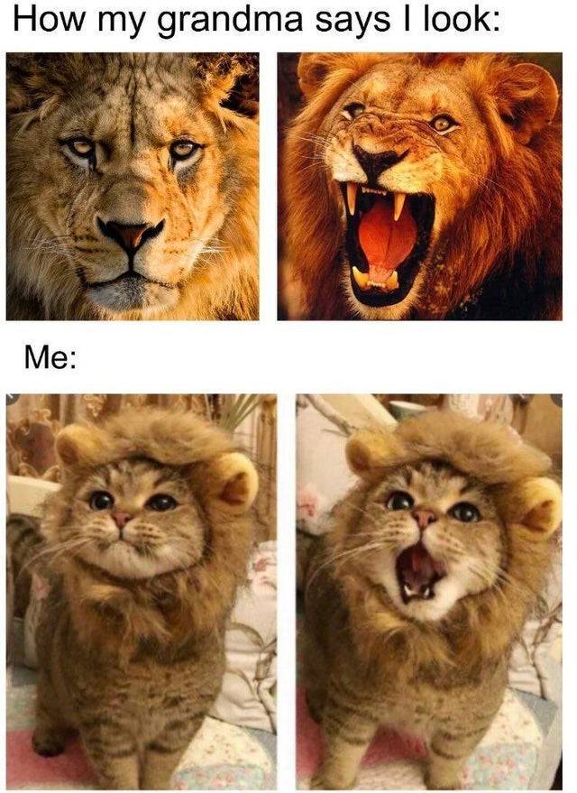 cat lion meme - How my grandma says I look Wise Me