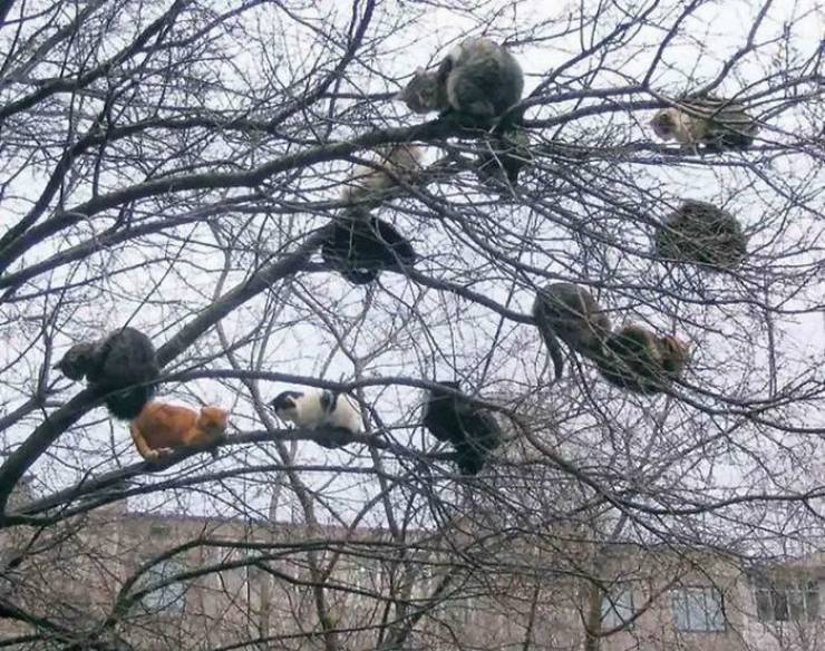 funny random pics - cats in tree meme