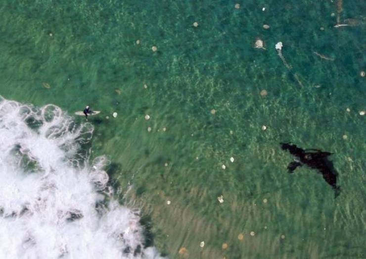 funny pics - surfing with sharks