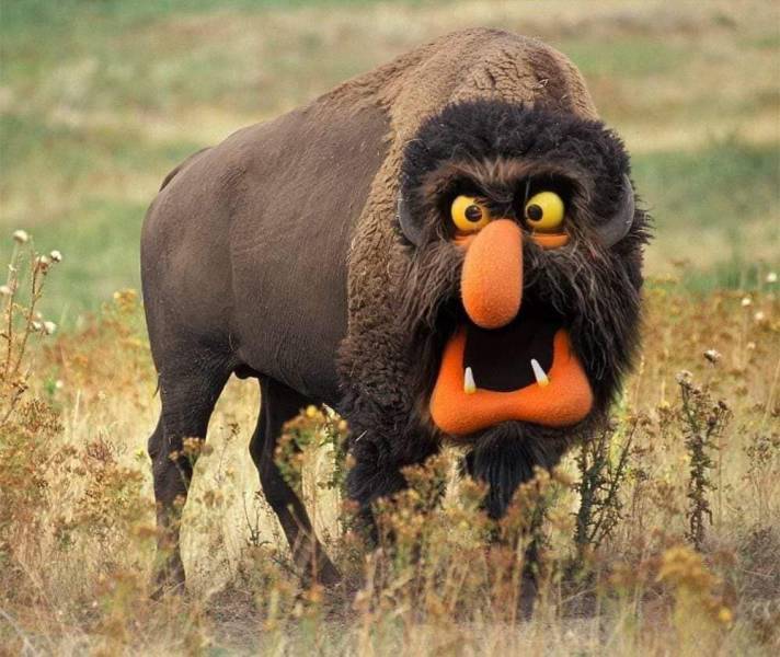funny pics - buffalo 4k
