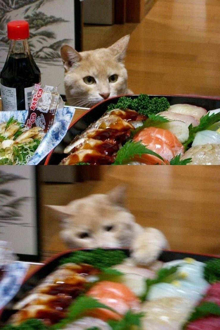 funny pics - cat stealing sushi - Au