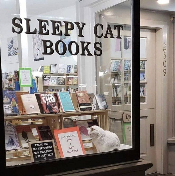 funny pics - sleepy cat books - Sleepy Cat Books 9 Margaret Sor Cho Open Amic Op Thank You For Supporting Our Bookshop & Sleepy Cats All Books! Buy 2 Get 3RD Free