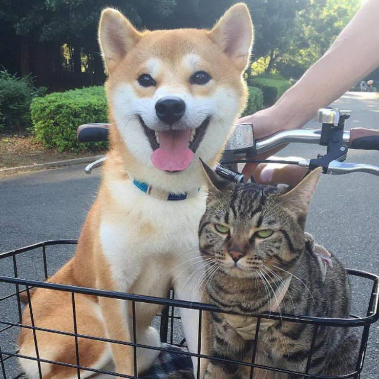 funny pics - shiba dog and cat - Ou