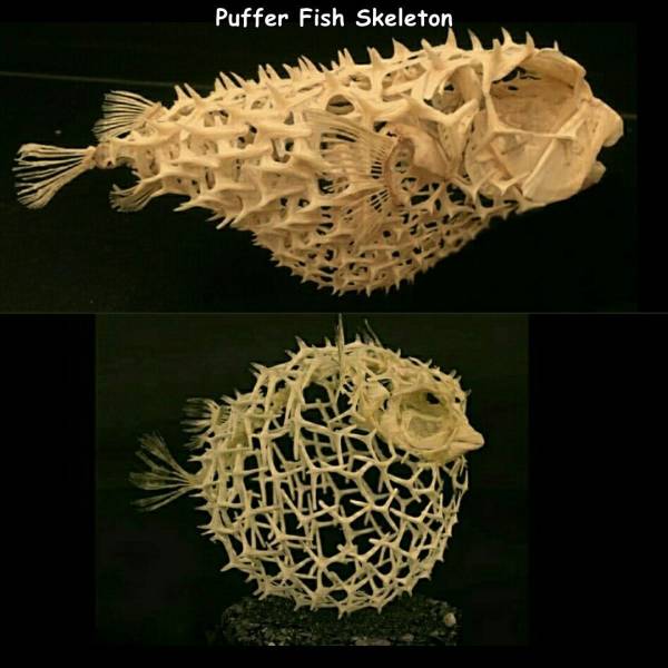 balloon fish skeleton - Puffer Fish Skeleton