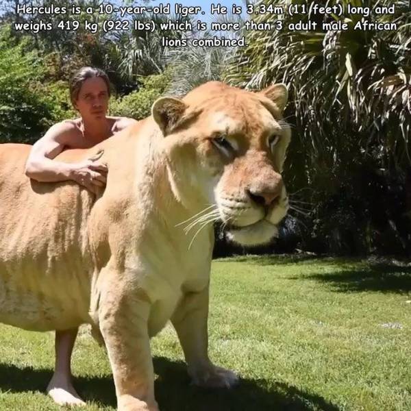 world's biggest liger - Hercules is, a 10yearold liger. He is 3.34m 11feet long and weighs 419 kg 922 lbs which is more than 3 adult male African lions combined.